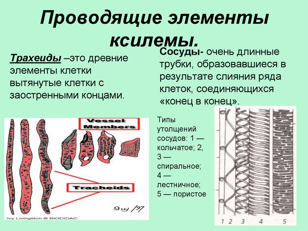 Проводящие строение и функции. Проводящие ткани растений Ксилема трахеиды. Сосуды и трахеиды ксилемы. Проводящие элементы ксилемы голосеменных растений. Типы сосудов ксилемы.
