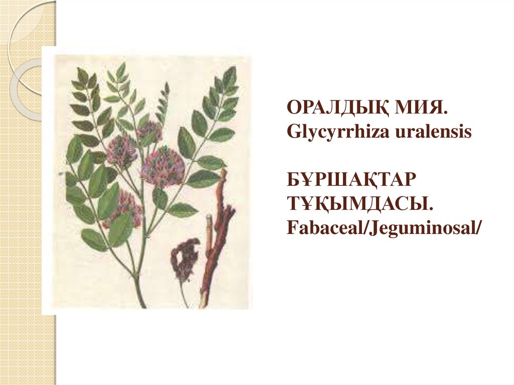 ОРАЛДЫҚ МИЯ. Glycyrrhiza uralensis БҰРШАҚТАР ТҰҚЫМДАСЫ. Fabaceal/Jeguminosal/