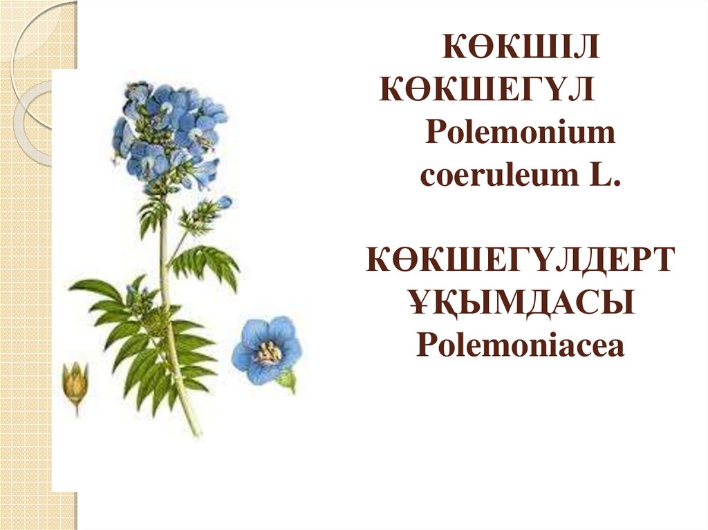 КӨКШІЛ КӨКШЕГҮЛ Polemonium coeruleum L. КӨКШЕГҮЛДЕРТҰҚЫМДАСЫ Polemoniacea