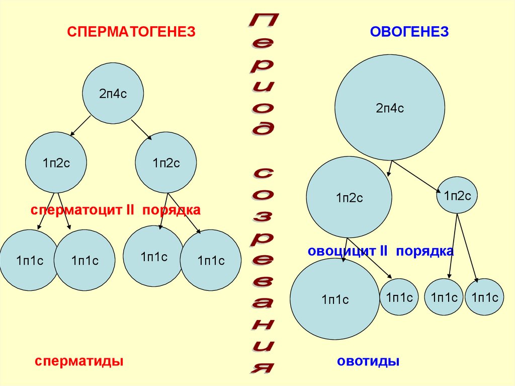 Сперматогенез и овогенез