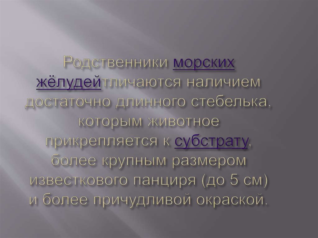 Родственники морских жёлудейтличаются наличием достаточно длинного стебелька, которым животное прикрепляется к субстрату, более