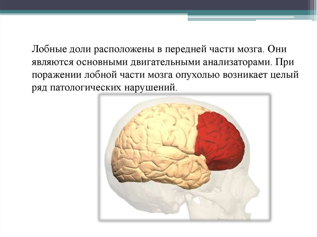 В лобной доле расположена зона. Функции лобной доли головного мозга. Поражение лобной доли головного мозга. Глубинных отделов лобных долей мозга. Симптомы поражения лобной доли головного мозга.
