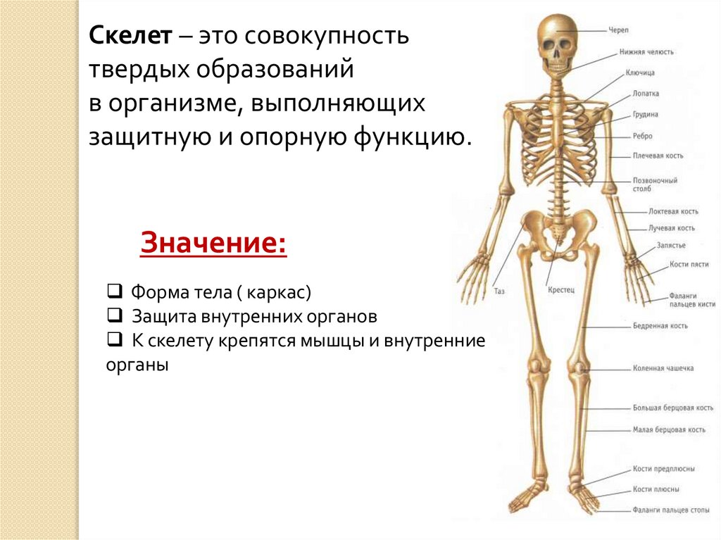 Функция скелета организма. Селет. Скелет. Скелет защита внутренних органов. Скелет обеспечивает телу.