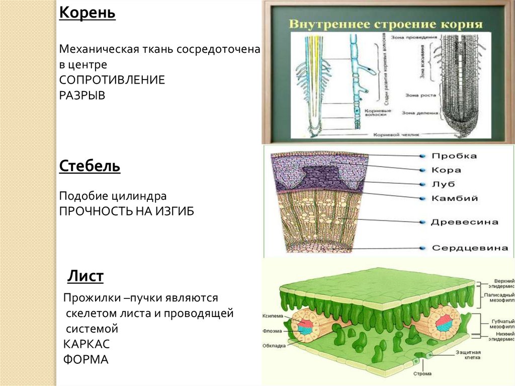 Корень состоит из тканей. Структура тканей Корнейра тений. Строение механической ткани корня. Строение корня ткани. Основная ткань корня.