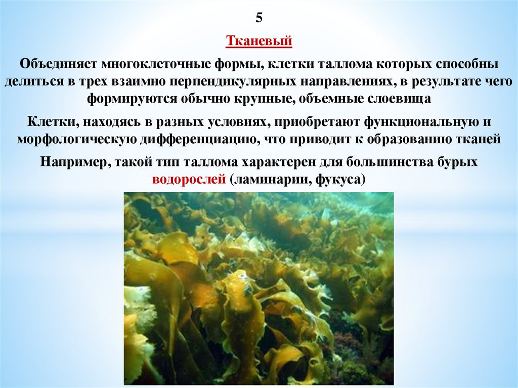 Бурые водоросли слоевище. Таллом водорослей. Таллом бурых водорослей. Как выглядят бурые водоросли. Распространение бурых водорослей.