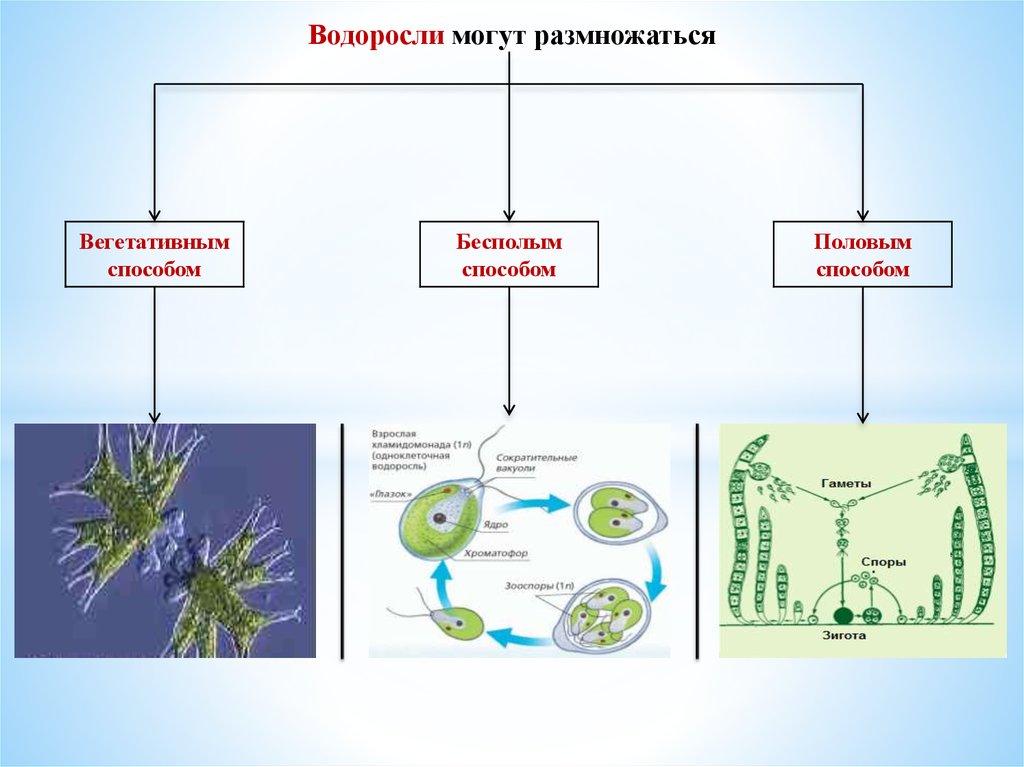 Схема ламинарии. Размножение водорослей 5 класс биология. Размножение зелёных водорослей схзема. Водоросли строение и размножение 5 класс. Зеленые водоросли схема.