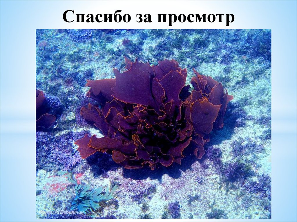 Красной водорослью является. Порфира водоросль голубые. Красные морские водоросли порфира. Порфира водоросль и Филлофора. Кораллина водоросль.