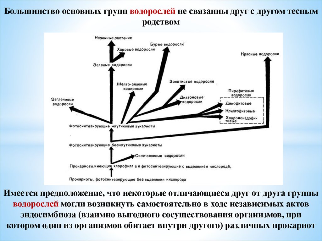 Презентация низшие растения общая характеристика водорослей. Харовые водоросли жизненный цикл. Харовые водоросли характеристика. Харовые водоросли глубина обитания.