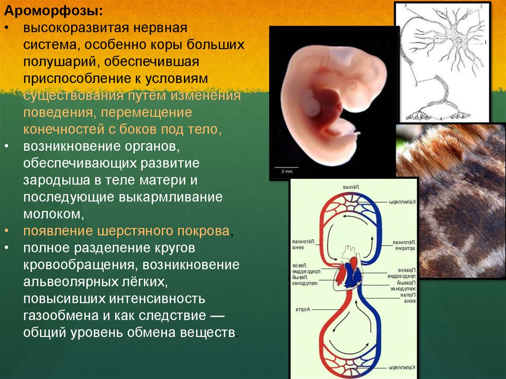 Ароморфозы дыхания