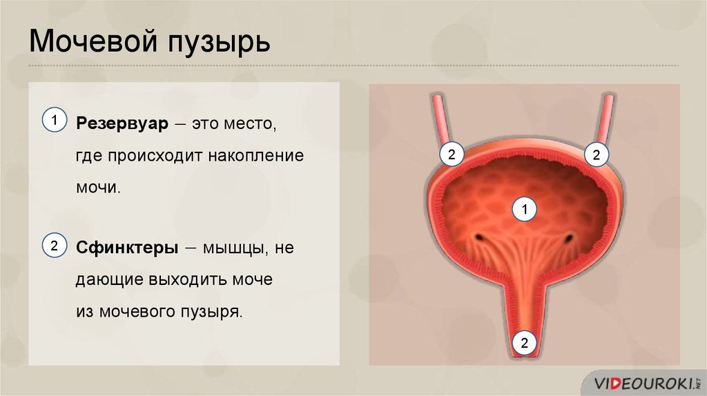 Куда происходит. Факторы регулирующие мочеобразование. Факторы усиливающие мочеобразование. Регуляция выделения мочи и мочеобразования. Мочеобразование происходит в мочевом пузыре.