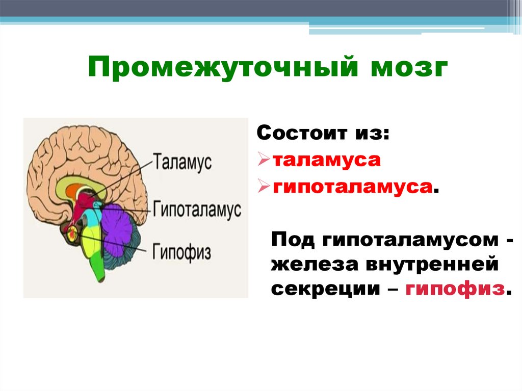 Функции среднего головного мозга человека. Промежуточный мозг строение и функции. Отделы промежуточного мозга анатомия. Структуры отделов и функции промежуточного мозга. Функции промежуточного мозга головного мозга.