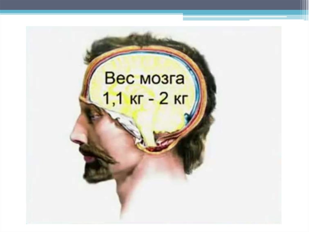 Масса головного мозга. Вес мозга. Вес мозга мужчины. Вес мужского мозга.