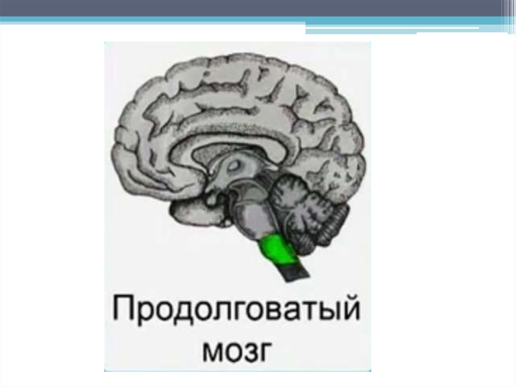 Продолговатый мозг и мост. Мост мозг до 100000 ай Кью.