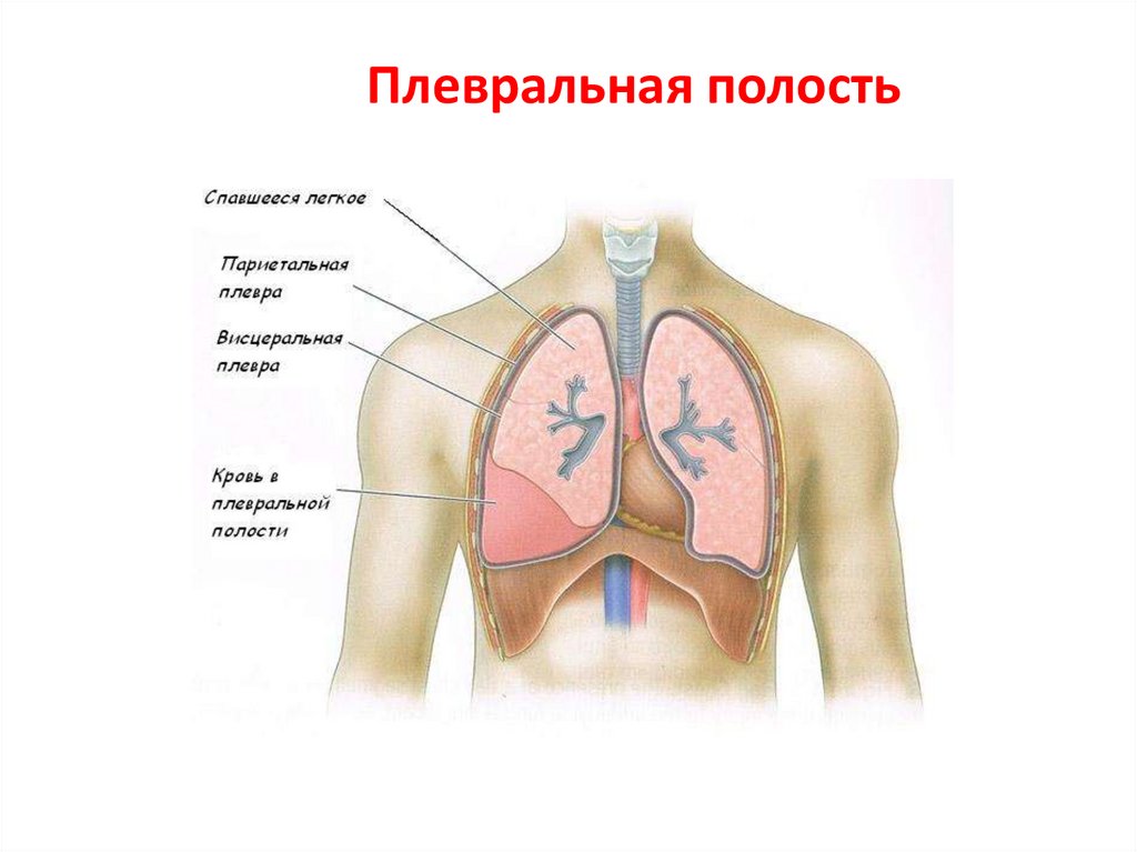 Плевральная полость рисунок