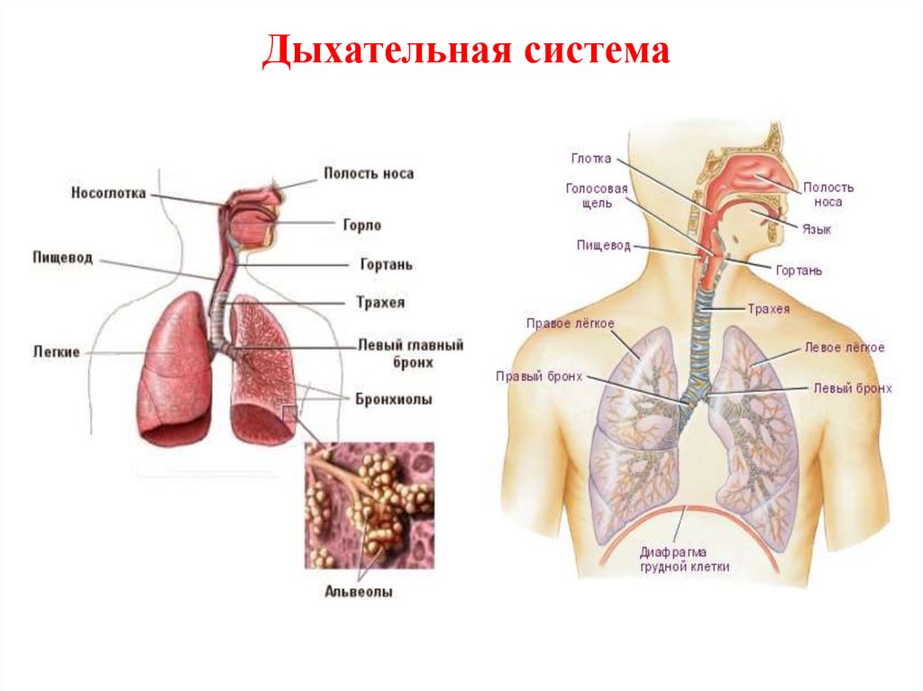 Особенности легких. Легкие человека, анатомо-физиологическая характеристика. Афо легких.