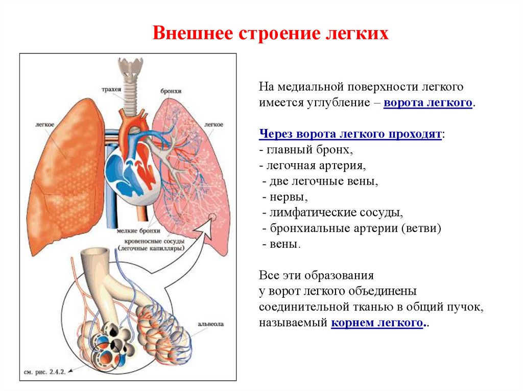 Презентация строение легких