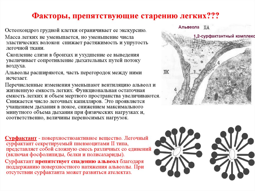 Легкие особенности строения