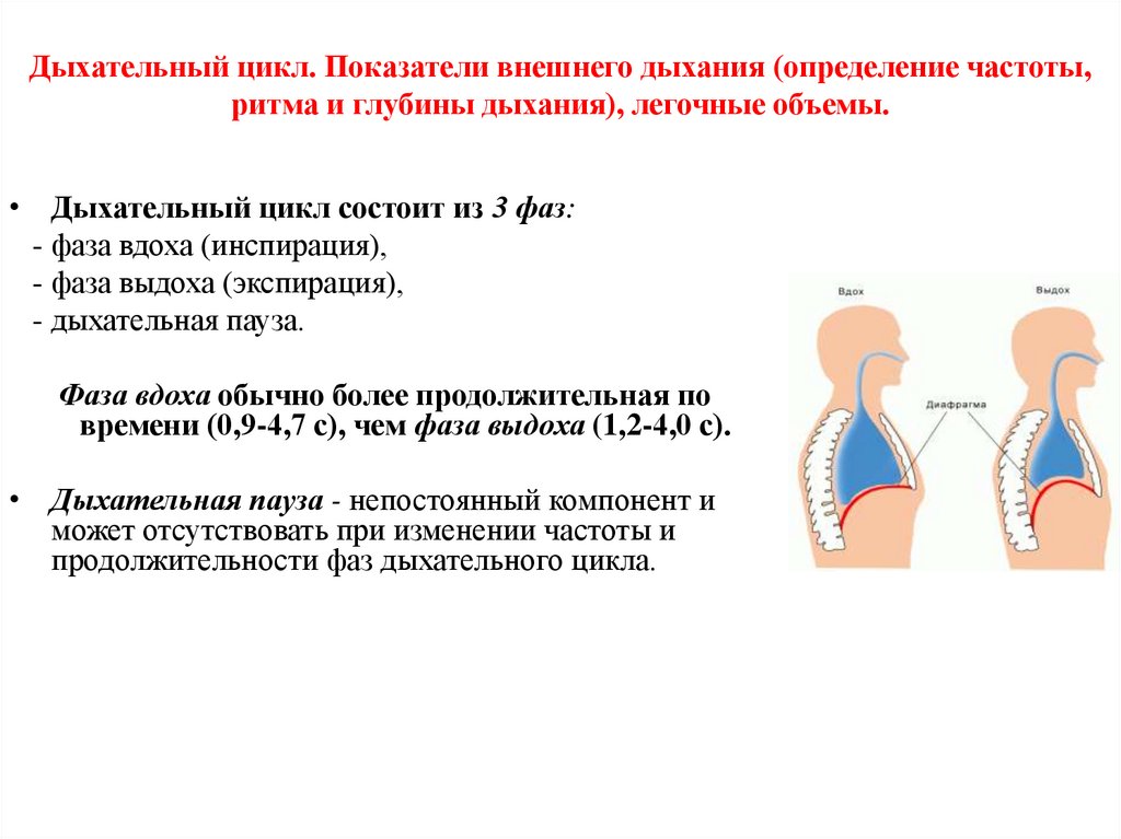 Определение дыхания картинки