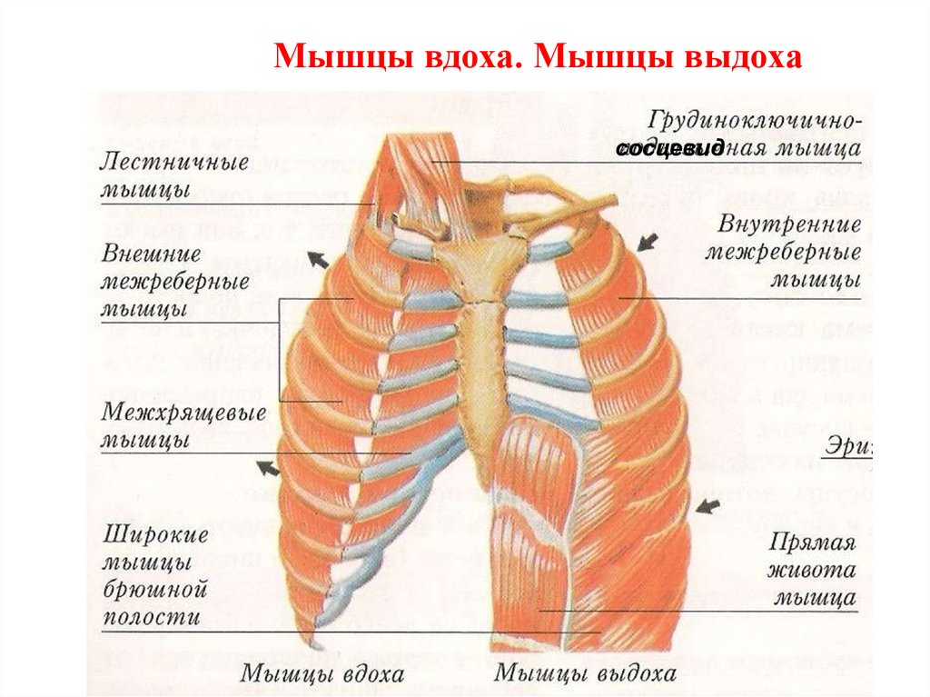 Рассмотрите картинку и укажите под какими цифрами указаны мышцы работающие при вдохе