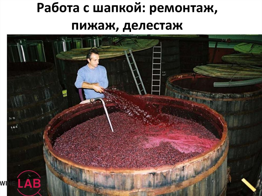 Производство виноградных вин. Брожение сусла вина. Сульфитация виноградного сусла. Мацерация виноградного сусла.