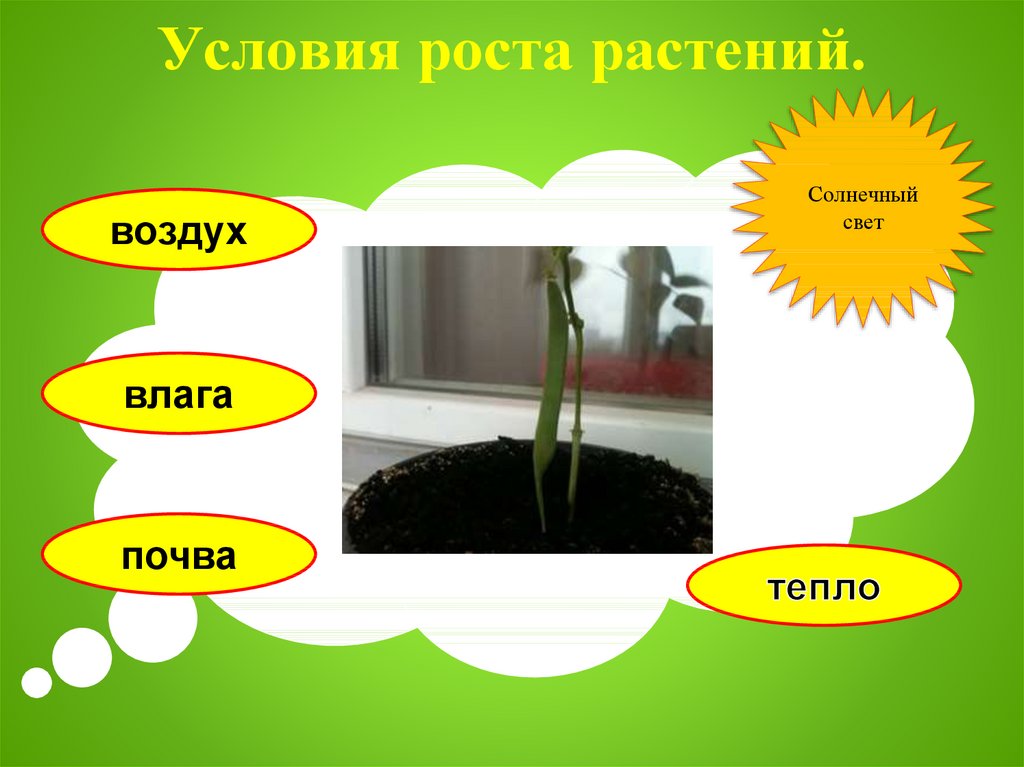 Условия роста растений 6 класс. Условия роста растений. Условия для растений.