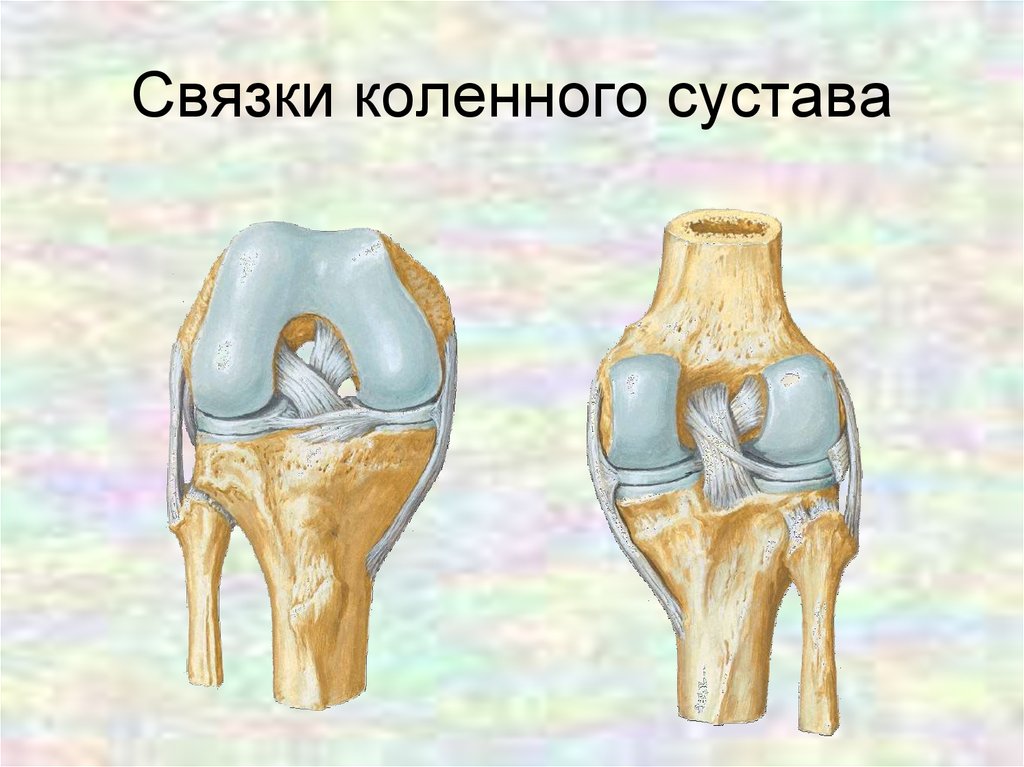 Большие связки. Внекапсульные связки коленного сустава. Капсульно-связочный аппарат коленного сустава. Внутрисуставные связки коленного сустава. Коллатеральные связки коленного сустава анатомия.