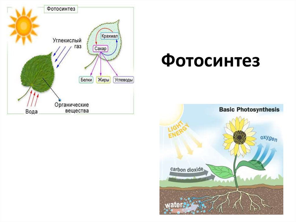 Схема фотосинтеза у растений схематично