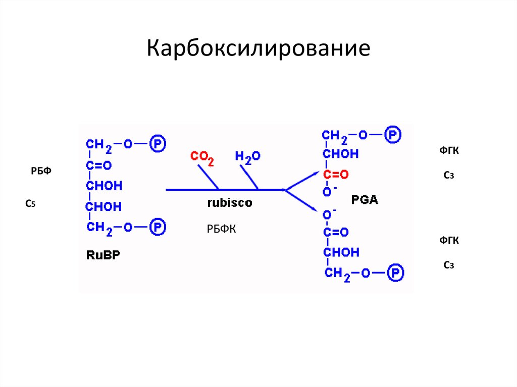 Реакции образования циклов. Цикл Кальвина карбоксилирование. Карбоксилирование фотосинтез. Карбоксилирование механизм реакции. Карбоксилирование Тип реакции.
