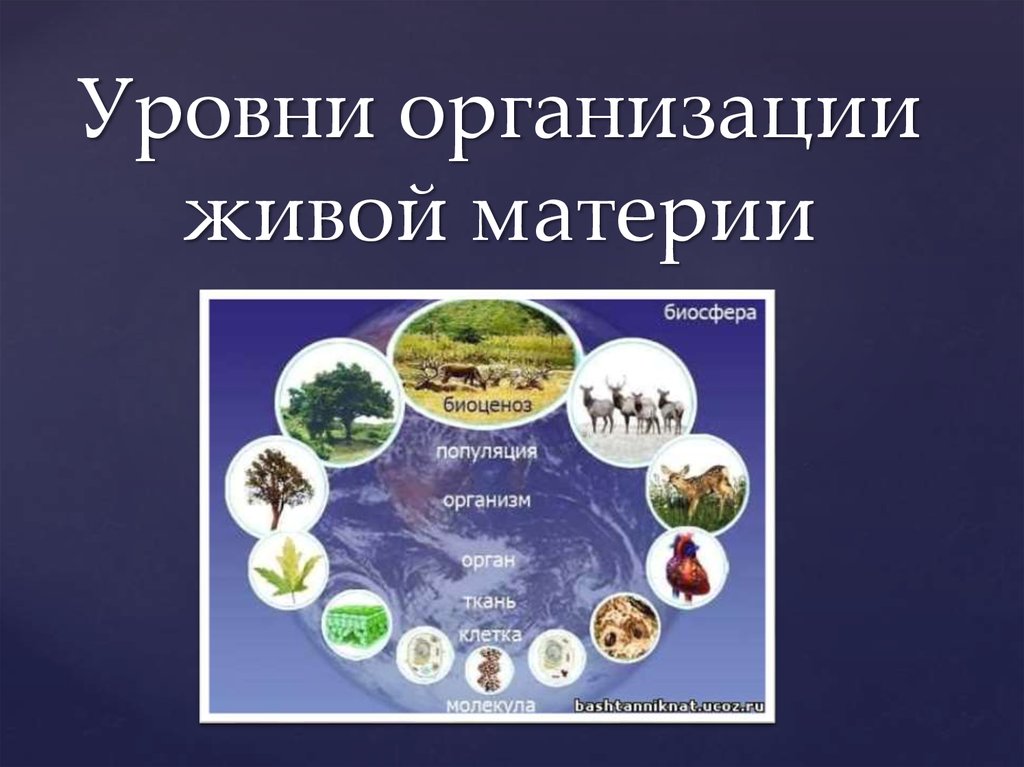 Биологические организации. Уровни организации живой материи. Уровни жизни живой материи. Структурные уровни живой материи. Уровни организации живо материи.