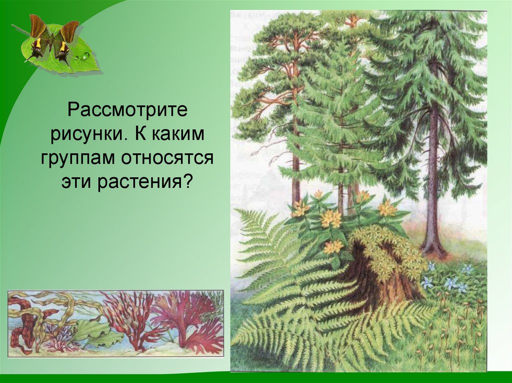 Рассмотрите рисунки. К каким группам относятся эти растения?