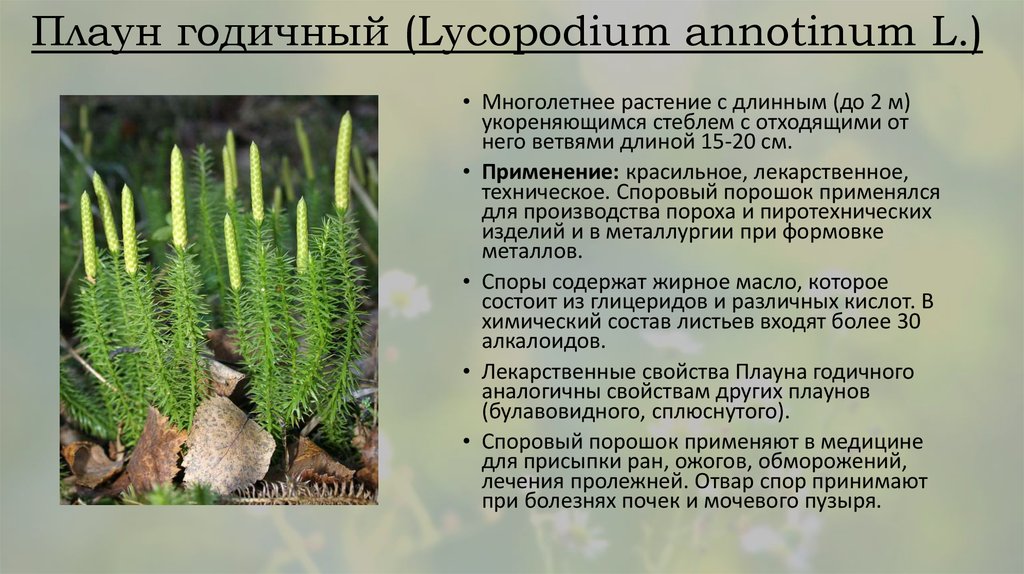Признаки плаунов 7 класс. Плаун годичный (Lycopodium annotinum). Плаун годичный отдел. Плаун годичный (Lycopodium annotinum) схема. Плаун -Баранец, плаун булавовидный, плаун сплюснутый.