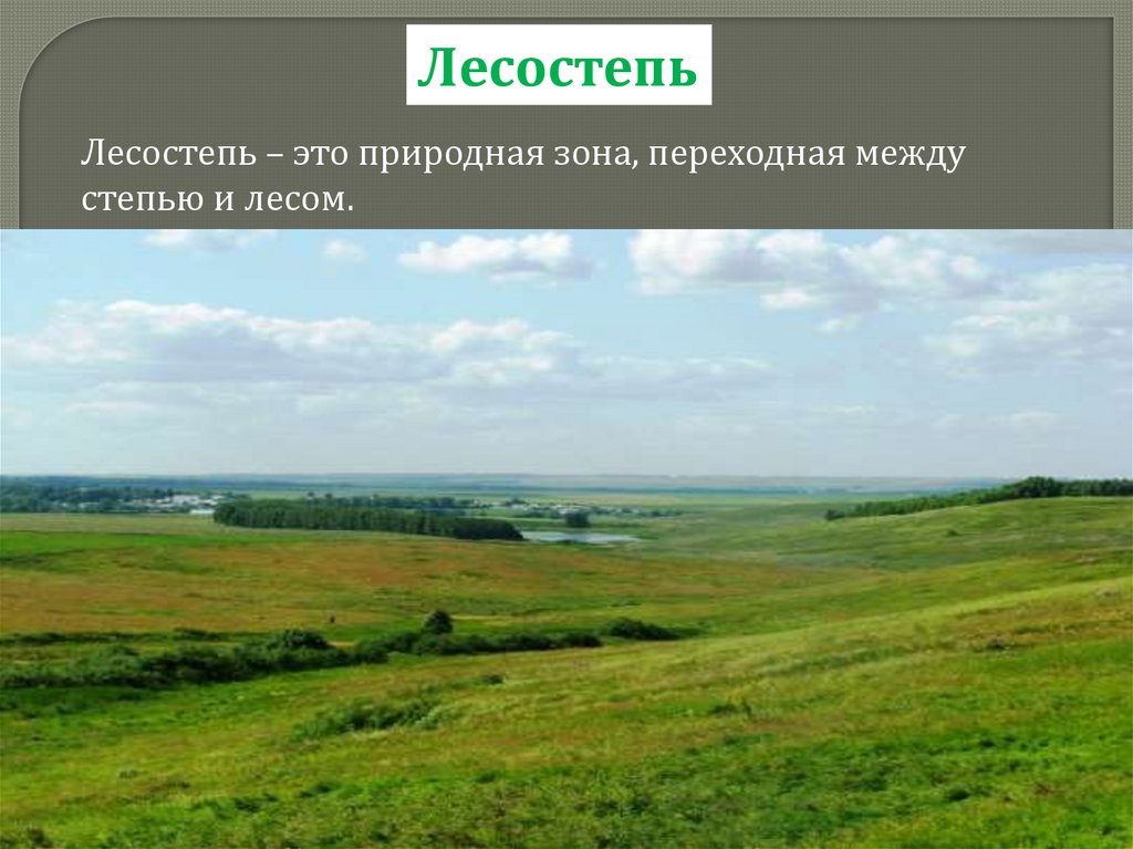 Степи и лесостепи отличаются богатством климатических ресурсов. Природные зоны Казахстана лесостепь. Степи и лесостепи. Лесостепная зона природная зона. Лесостепь презентация.