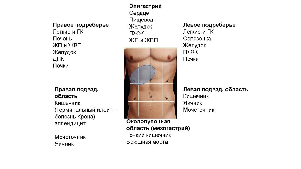 Эпигастрии справа. Область эпигастрии у человека. Болит желудок в левом подреберье. Область левого подреберья. Ноющая боль в левом подреберье.