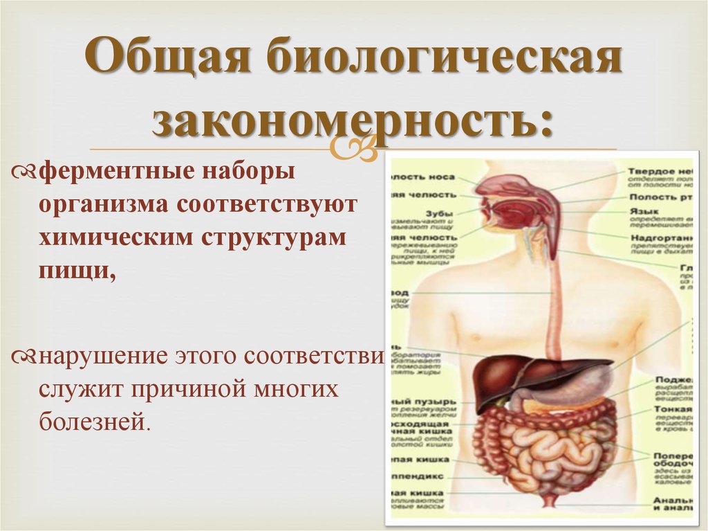 Основная биология