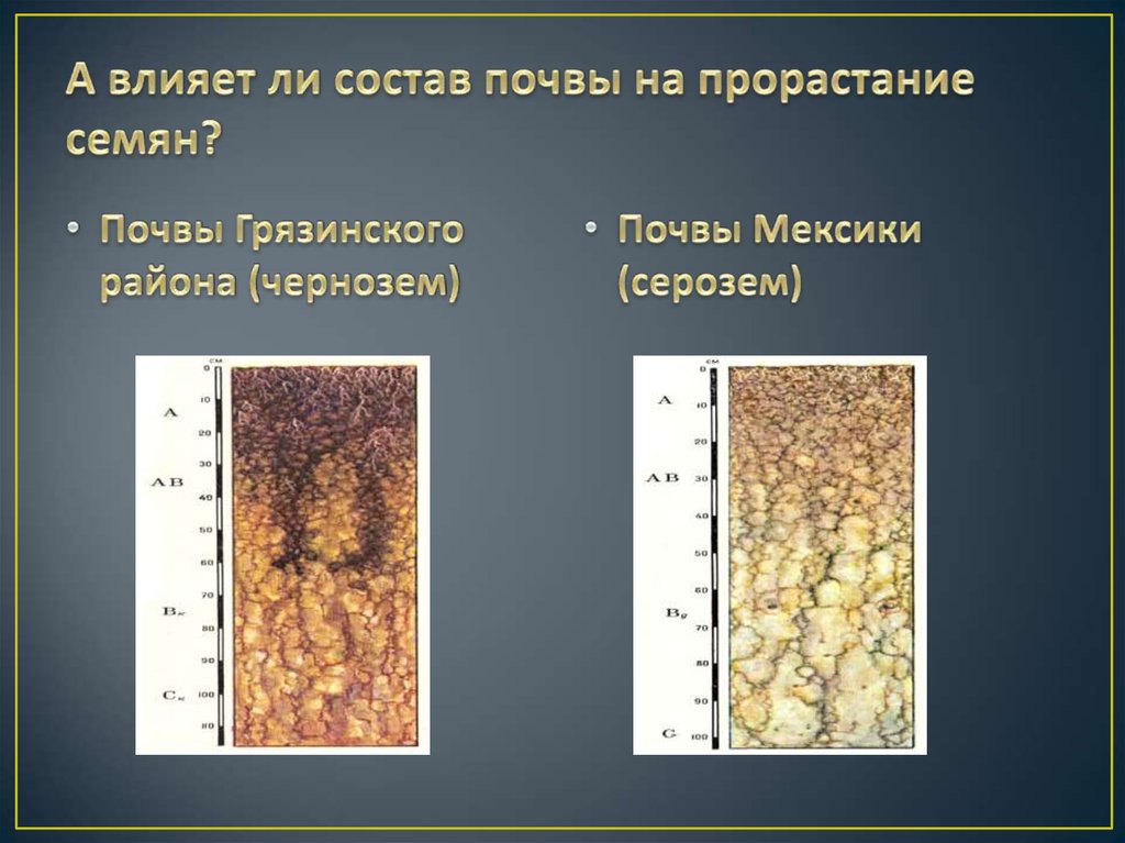 Влияние почв. Влияние почвы на прорастание семян. Каштановые сероземы почвы. Чернозем серозем.