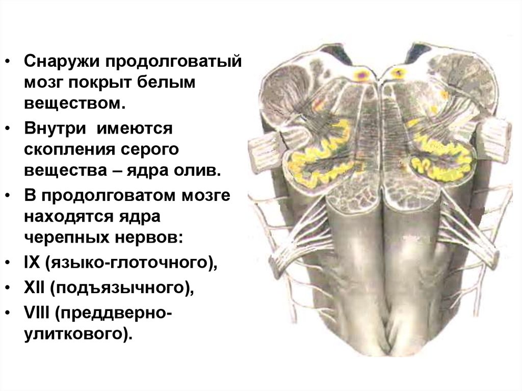 Продолговатый мозг серое и белое вещество. Строение белого вещества продолговатого мозга. Продолговатый мозг структура белого вещества. Ядра серого вещества продолговатого мозга. Продолговатый мозг структура серого вещества.