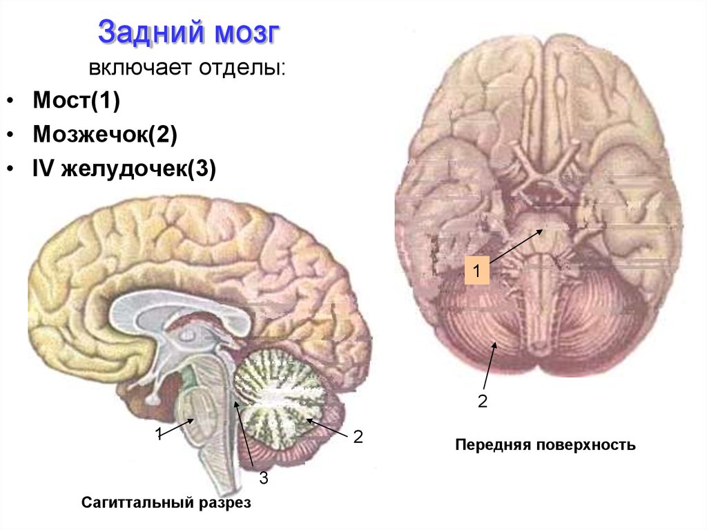 Задний отдел мозга включает. Задний мозг мост и мозжечок строение. Продолговатый мозг мозжечок задний мозг. Строение отделов головного мозга задний мозг. Функции заднего отдела головного мозга.