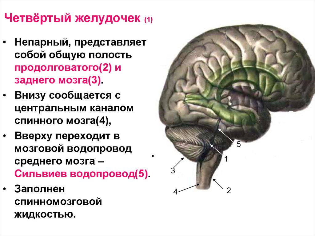 Длинные отростки головного мозга. 4 Желудочек головного мозга анатомия. Четвёртый желудочек головного мозга анатомия. 4 Желудочек анатомия строение. Строение 4 желудочка мозга.