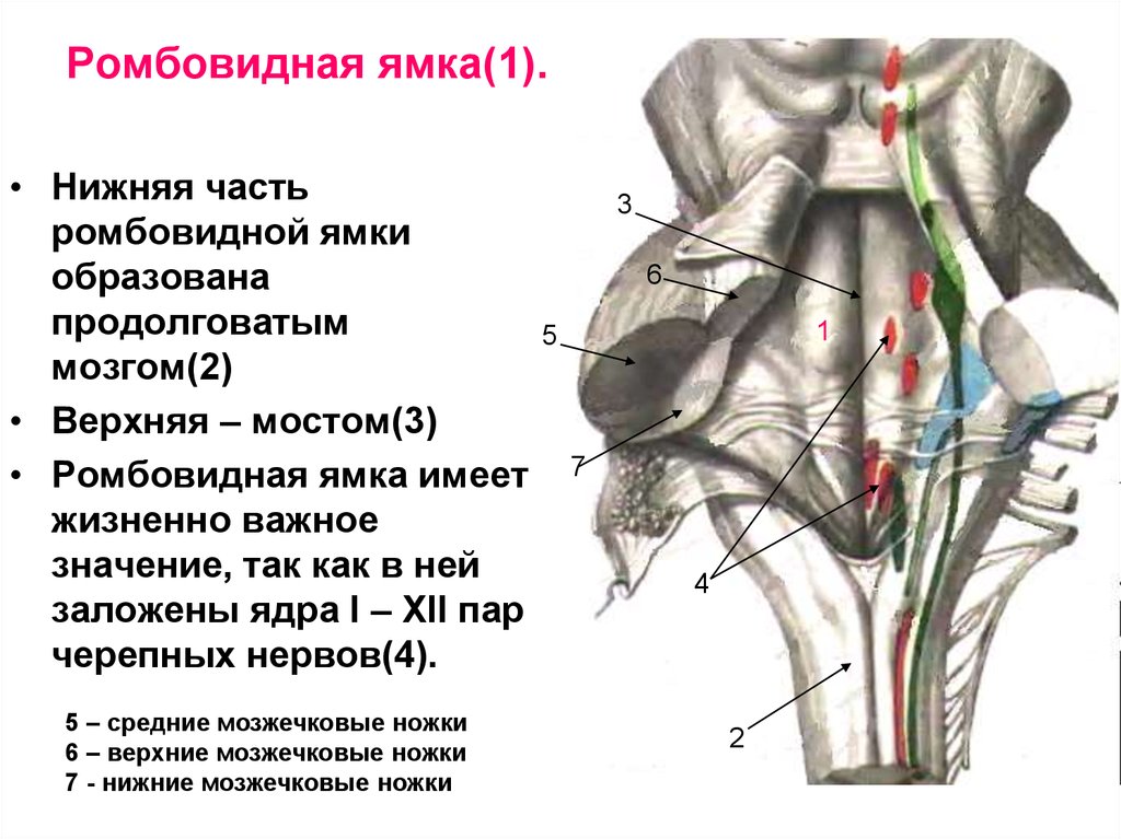 Ядра черепных нервов моста. 4 Желудочек ромбовидная ямка. Медиальная петля продолговатого мозга. Ромбовидная ямка строение ядра. Вентральная поверхность продолговатого мозга.