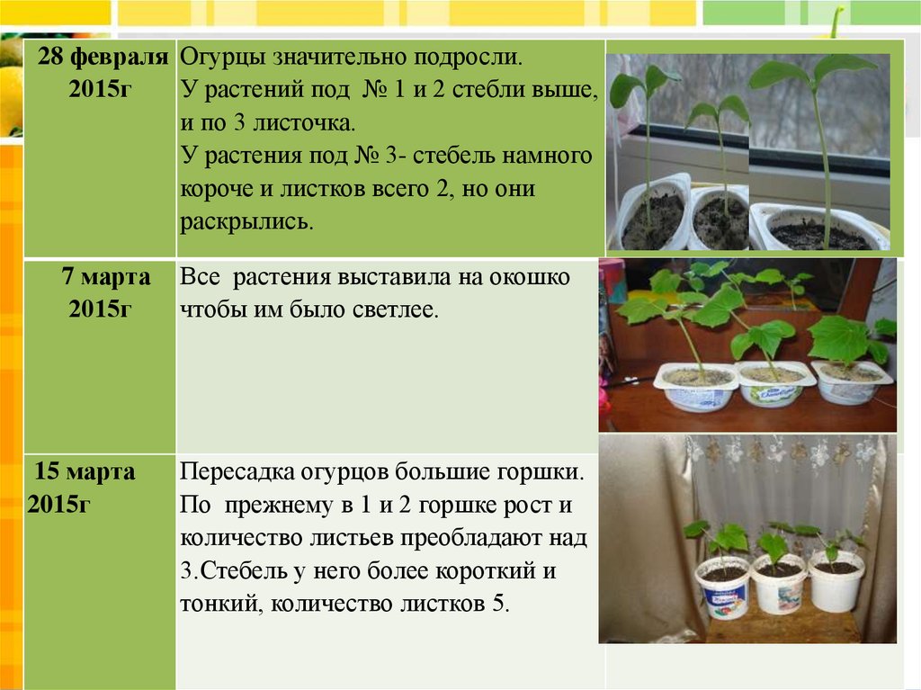 Условия для роста фасоли. Влияние удобрений на рост и развитие растений. Влияние удобрений на растения. Опыт влияние удобрений на рост и развитие растений. Причиной роста растений является.