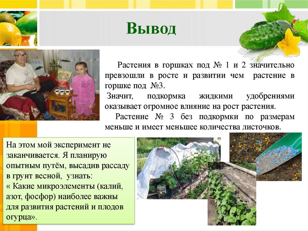 Доклад: Важные элементы, необходимые для нормального роста растения и их содержание в различных удобрениях