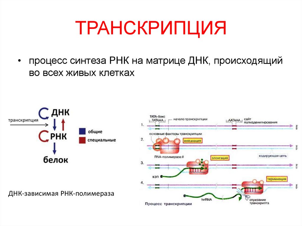 Является матрицей для синтеза рнк. Схема процесса транскрипции. Синтез РНК ферментом РНК полимеразой. Процесс транскрипции РНК. Процесс синтеза РНК схема.