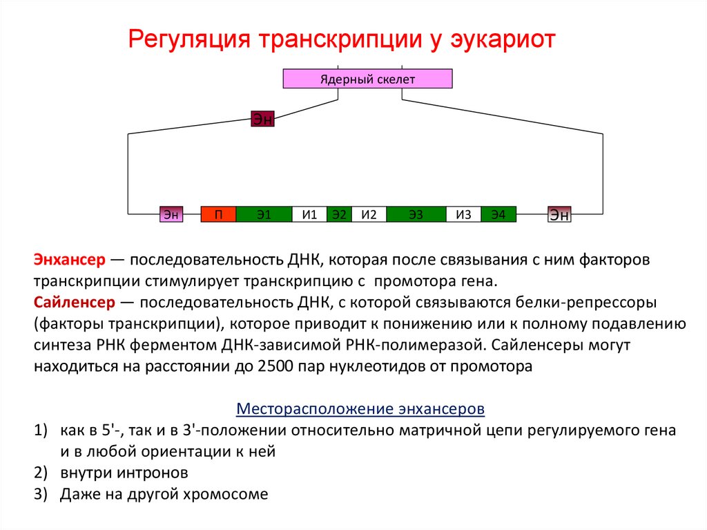 Созревание пре мрнк. Процесс синтеза РНК на матрице ДНК. Транскрипция последовательность процессов. Регуляция транскрипции и процессинга РНК. Матрица в процессе транскрипции.