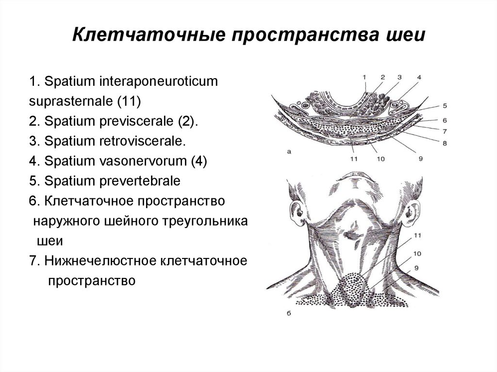 Spatium retropharyngeum