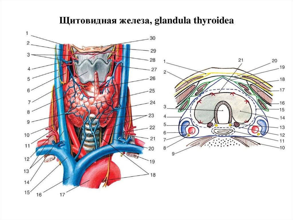 Щитовидная железа, glandula thyroidea