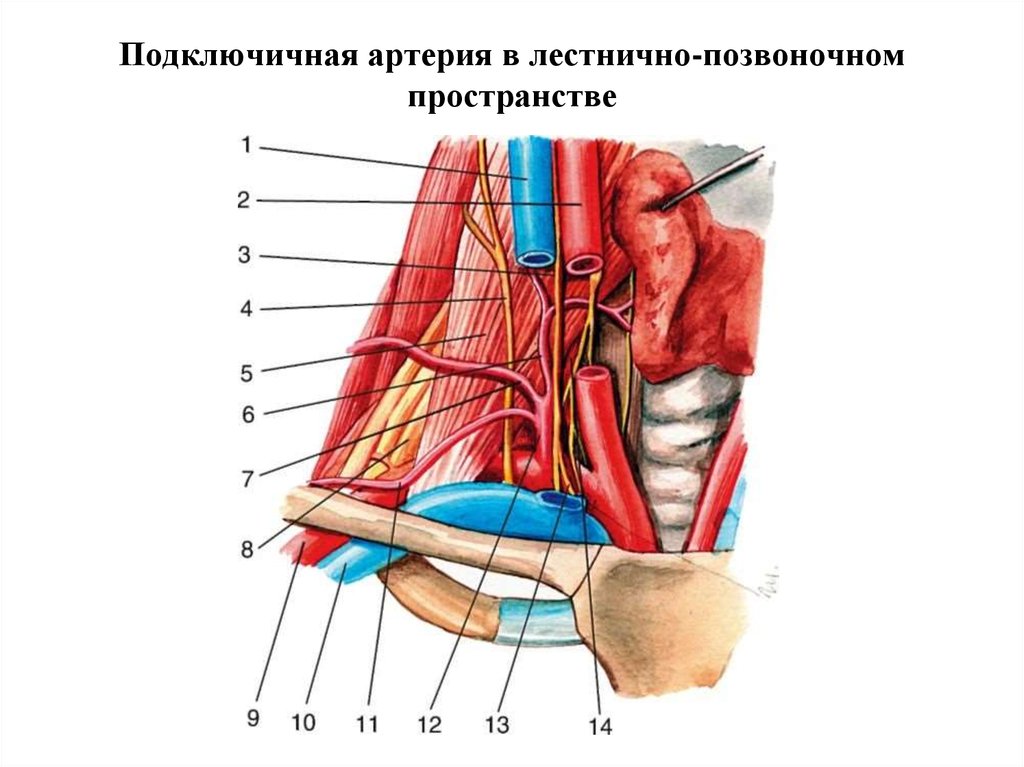 Подключичная артерия в лестнично-позвоночном пространстве