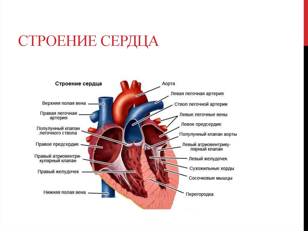 Левое предсердие какие вены. Строение сердца внешнее и внутреннее схема. Схема строения сердца указание камер сердца. Сердце человека биология 8 класс. Внутреннее строение сердца клапаны.
