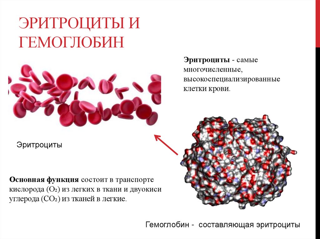 Изменения гемоглобина в крови. Увеличение количества эритроцитов и гемоглобина. Гемоглобин и Эритройит. Эритроциты гемоглобин железо. Эритроциты. Роль гемоглобина..