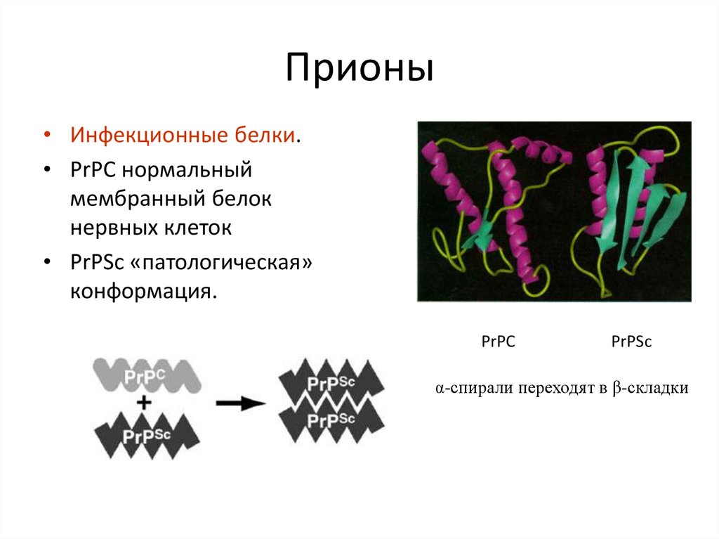 Презентация на тему прионы