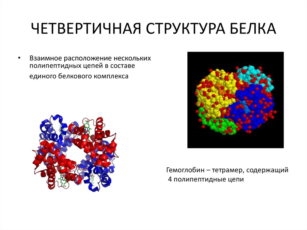 Четвертичная структура белка картинка